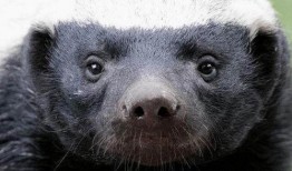 平头哥最新爆料,揭秘科技巨头背后的秘密与挑战