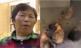 马闹鸡邻居爆料视频大全,揭秘邻里生活百态