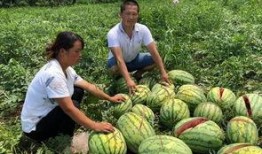 莒县网红吃瓜事件,一场网络狂欢背后的真相与反思