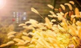 黄色复仇草在线观看,揭秘复仇之路的惊心动魄