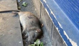 巨型老鼠爆料视频大全下载,视频大全下载背后的惊悚真相