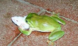 网红青蛙边打气边吃瓜,趣味横生演绎生活百态