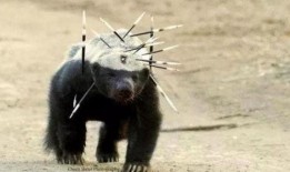 平头哥最新爆料,揭秘科技巨头背后的秘密与挑战