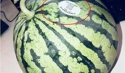 网红大瓜免费吃,免费畅享独家爆料！