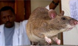 巨型老鼠爆料视频大全下载,视频大全下载背后的惊悚真相