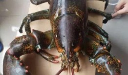 四毛龙虾爆料视频大全,揭秘幕后真相