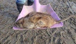 巨型老鼠爆料视频大全下载,视频大全下载背后的惊悚真相